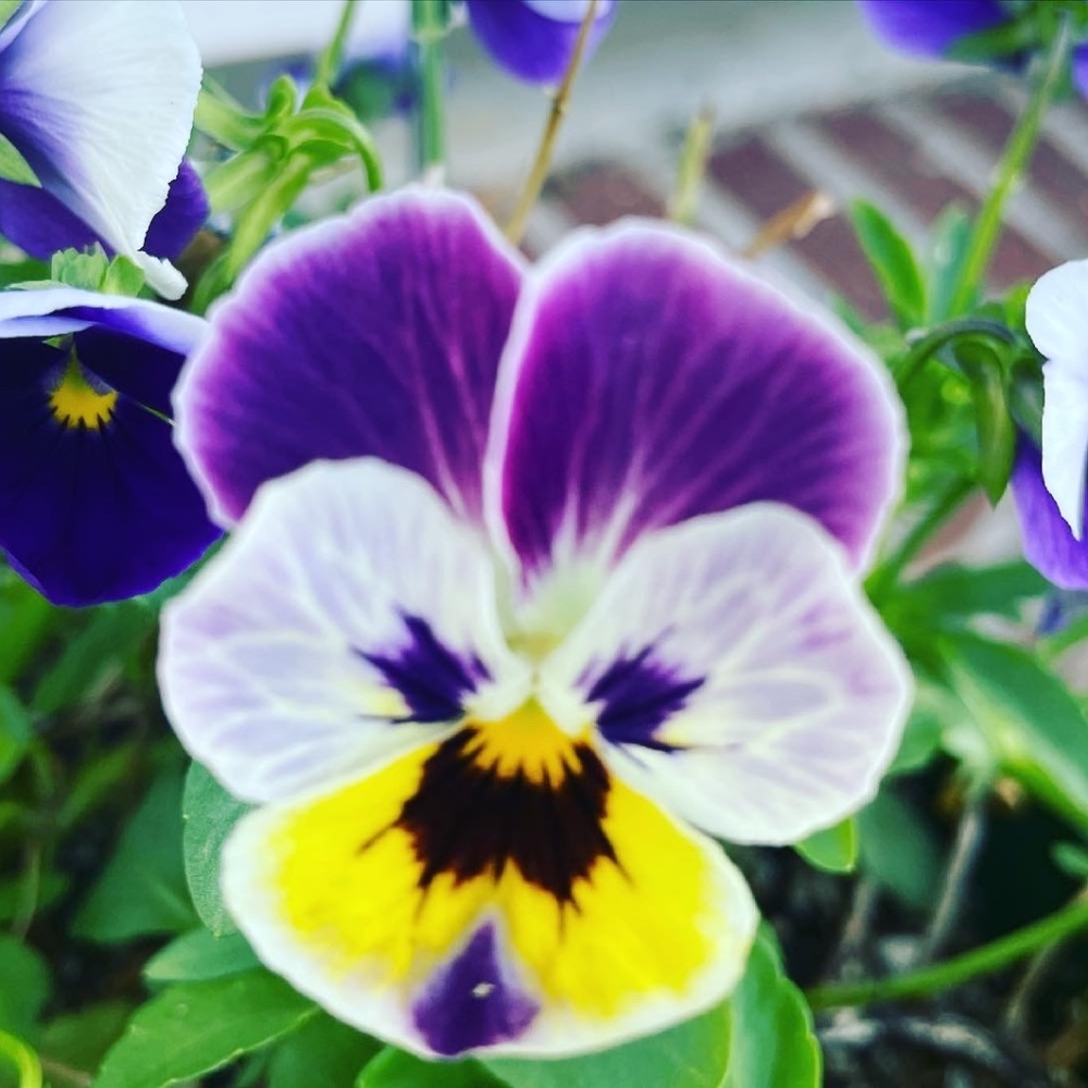 Meet your Posher, April